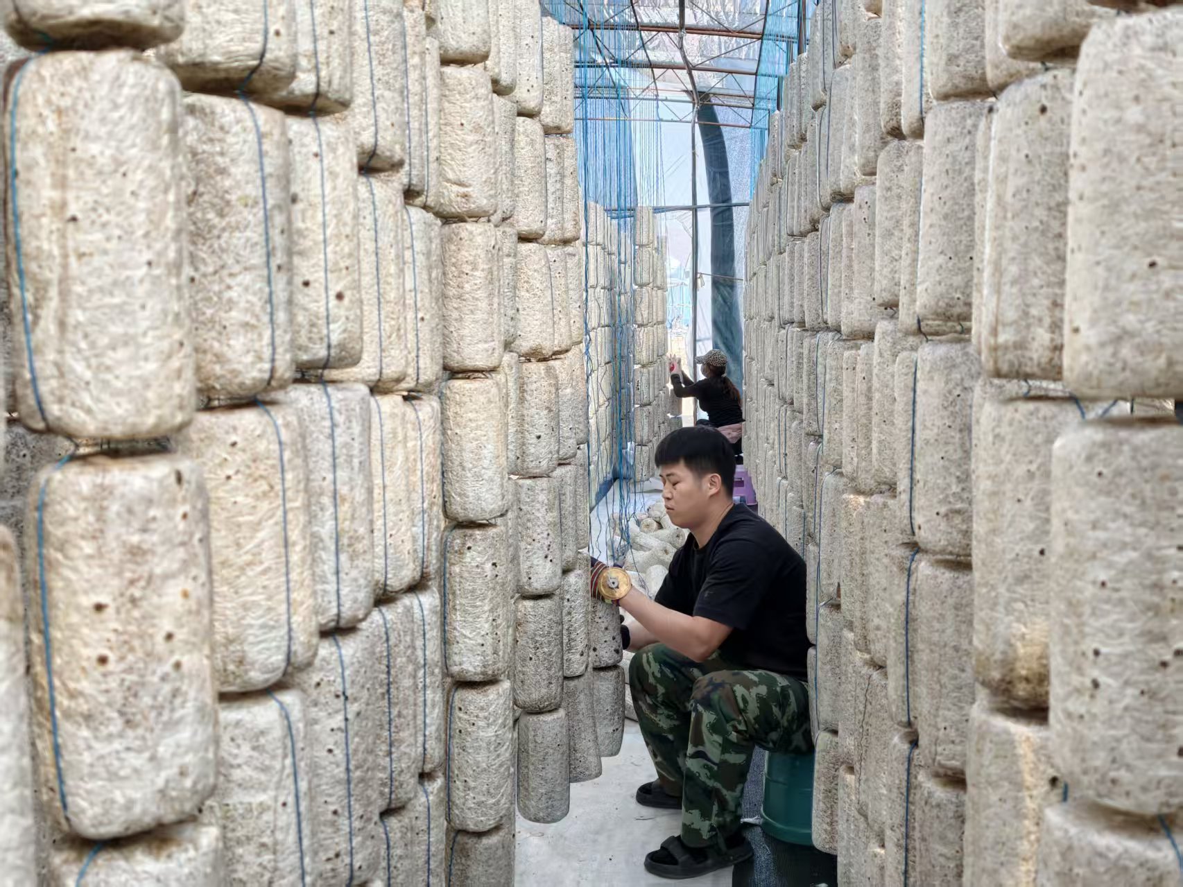 黑木耳菌包挂袋场景。东宁市委宣传部供图