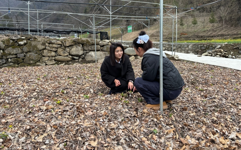 凉桥村党支部书记郭姗在黄连基地与村民交流药材种植管护技术。陈建树摄)