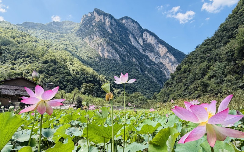 竹山深峡秋荷正值盛期。
